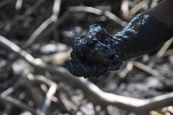 Carangueijo capturado no mangue do Delta do Parnaíba, na fronteira dos estados do Piauí e Maranhão